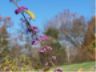 Bernheim