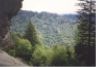 Trees from trail.JPG (34144 bytes)