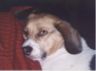 Buddy in bed