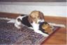 Buddy on rug