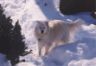 Jeff in snow