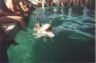 Dolphin encounter.JPG (29960 bytes)