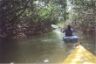 Kayaking through mangrove trees.JPG (45308 bytes)