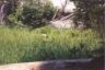 Bear sighting.JPG (26288 bytes)