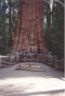 General Sherman tree.JPG (38500 bytes)