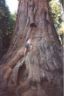 Lost Grove.JPG (29279 bytes)