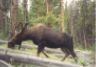 Bull moose by roadside.JPG (22300 bytes)