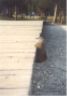 Marmot views Old Faithful.JPG (31044 bytes)