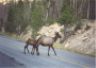 Momma and baby elk.JPG (30642 bytes)