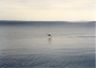 Pelican on Yellowstone Lake.JPG (30642 bytes)