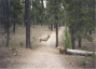 Reid's mule deer.JPG (29309 bytes)