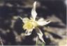 Columbine.JPG (37322 bytes)