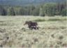 Moose near Oxbow Bend.JPG (30642 bytes)