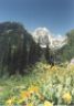 Wildflowers near Bradley Lake.JPG (34841 bytes)