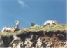 Bighorn Sheep.JPG (26571 bytes)