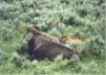 Bison with calf.JPG (38500 bytes)