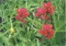 Indian paintbrush.JPG (28203 bytes)