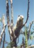 Uinta ground squirrel.JPG (26722 bytes)