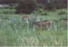 Deer.JPG (16060 bytes)